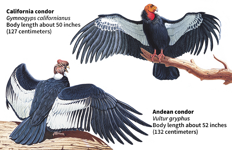 California condor and Andean condor