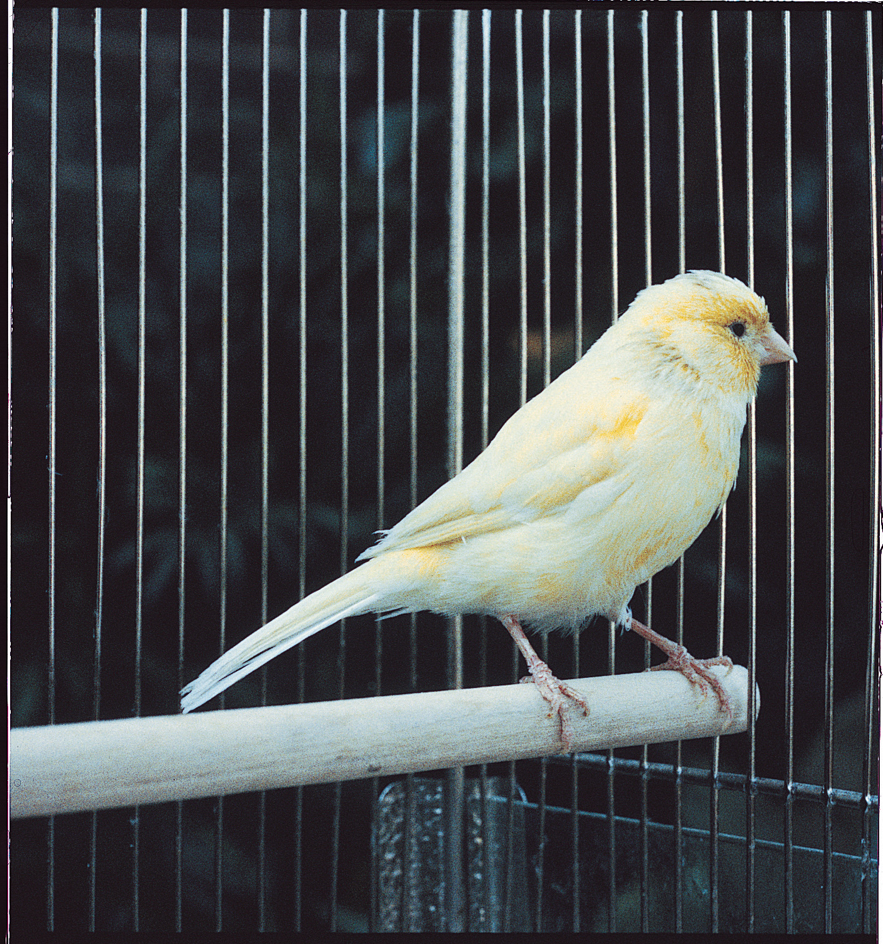 Pet canary