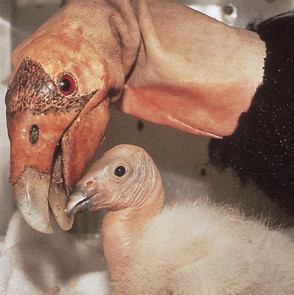 California condor chick