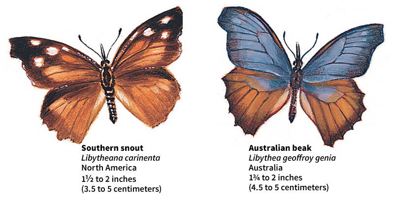 Snout butterflies