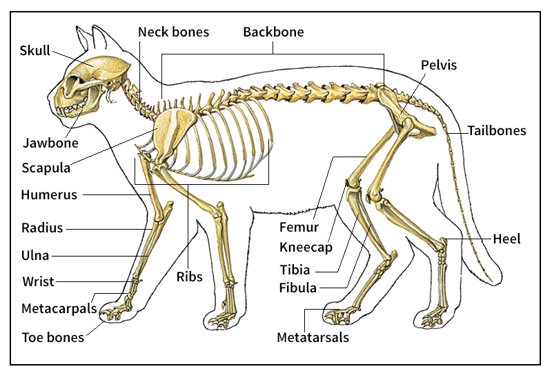 Skeleton of a house cat