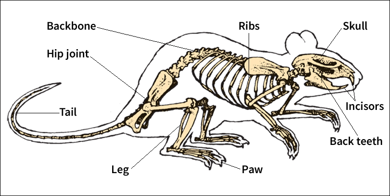 Skeleton of a mouse