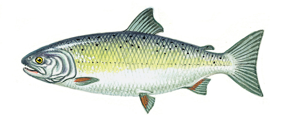 Cherry salmon