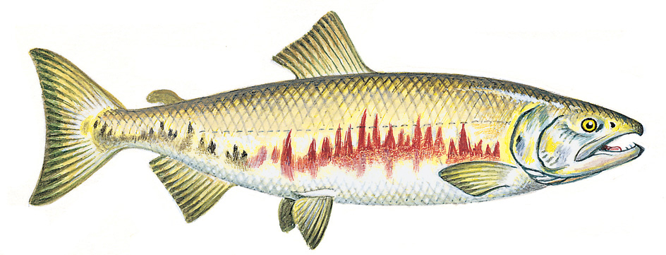 Chum salmon