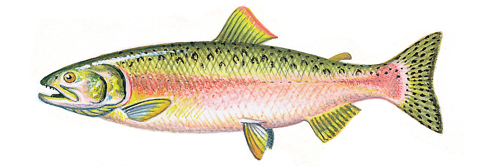 Pink salmon