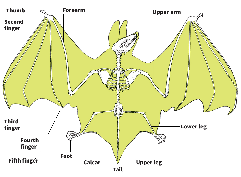 Skeleton of a bat