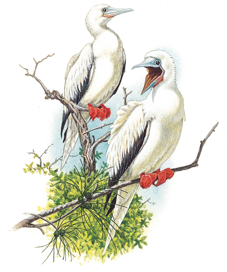 Red-footed booby