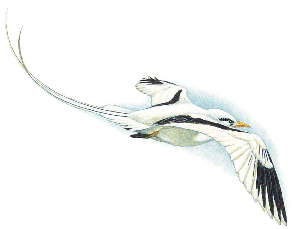 White-tailed tropicbird