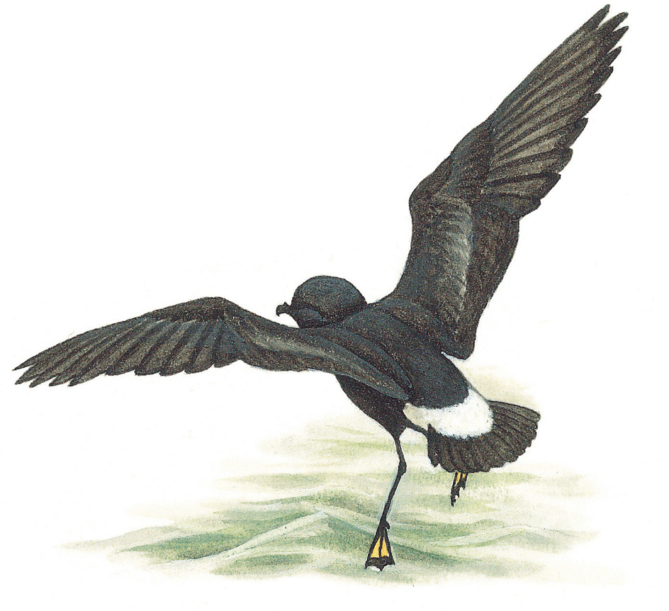 Wilson's storm petrel