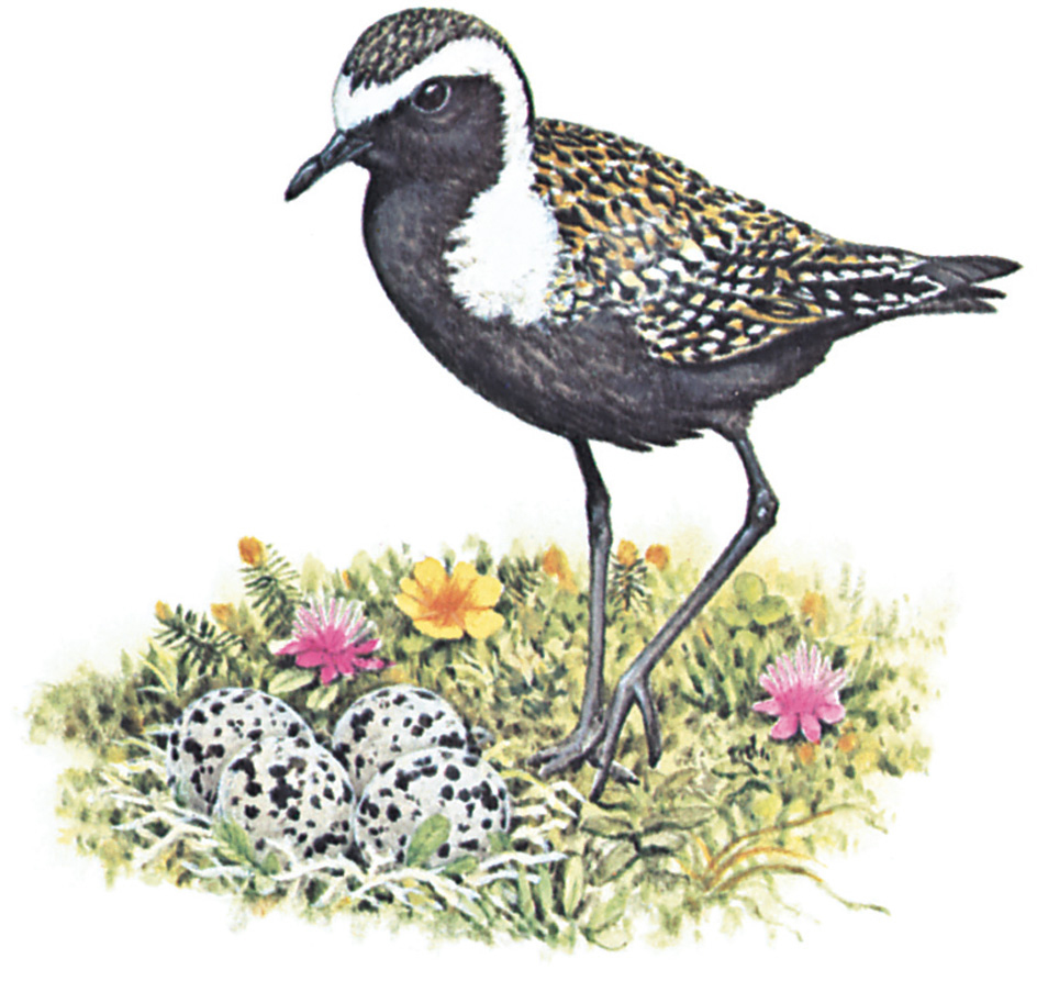 American golden plover