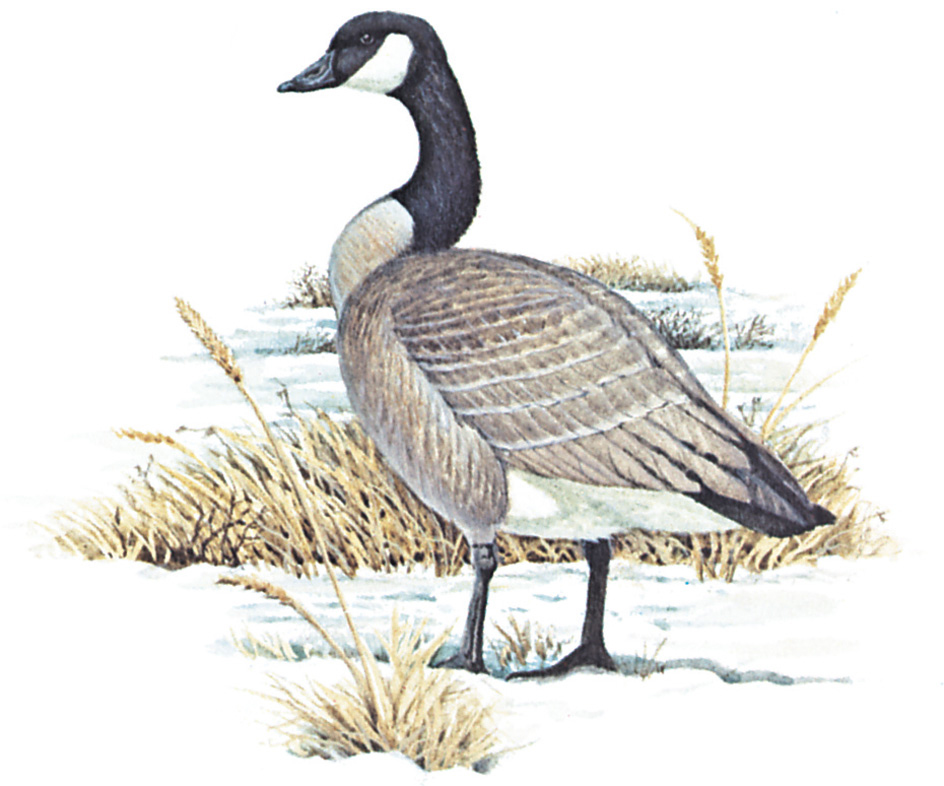 Canada goose