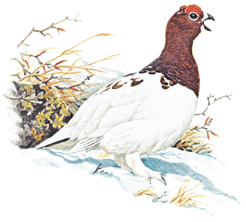 Willow ptarmigan