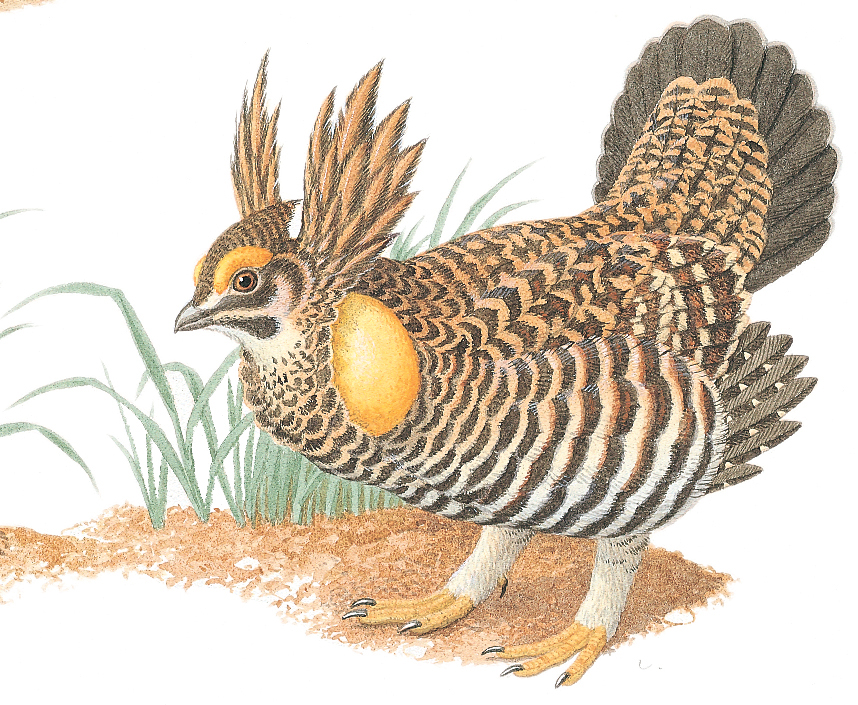 Greater prairie-chicken