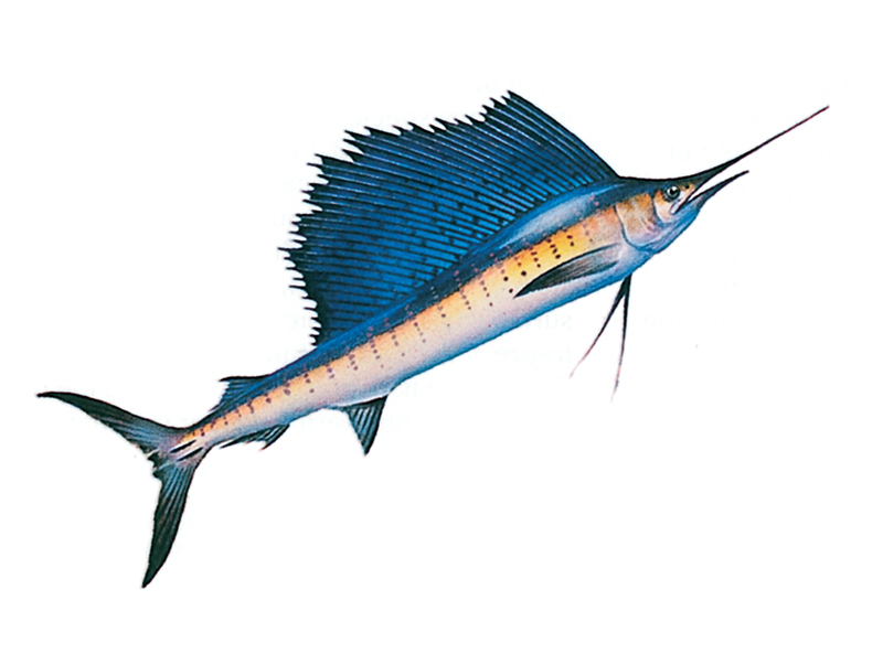 Sailfish