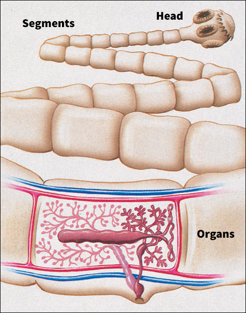 Tapeworm segments