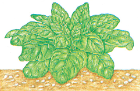 Spinach