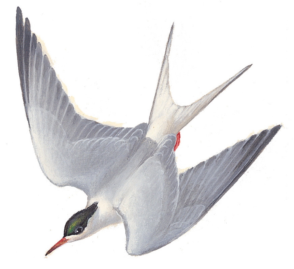 Common tern