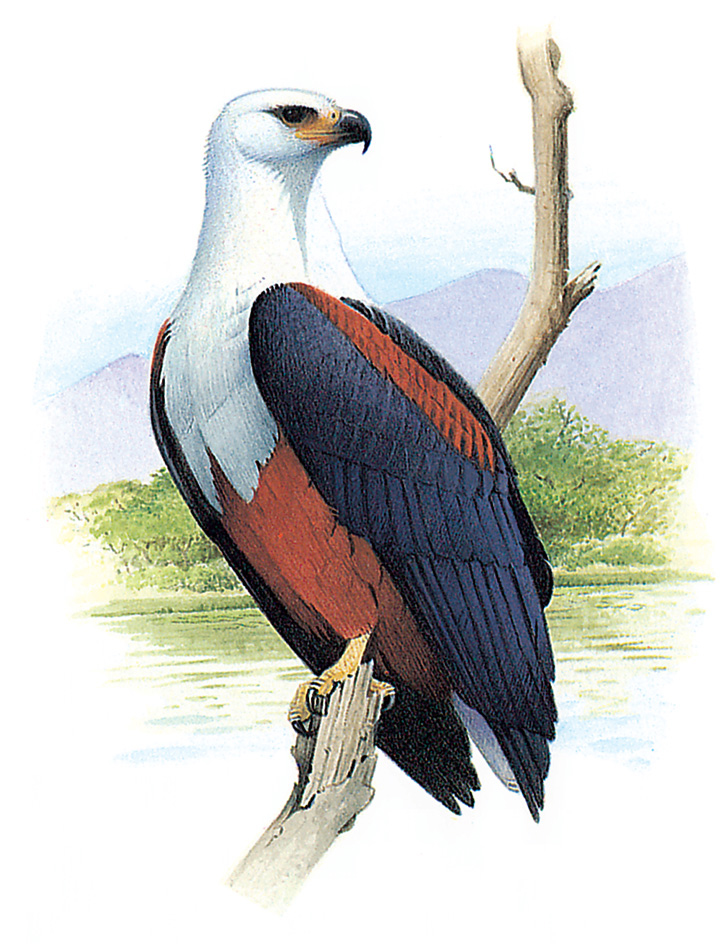 African fish-eagle