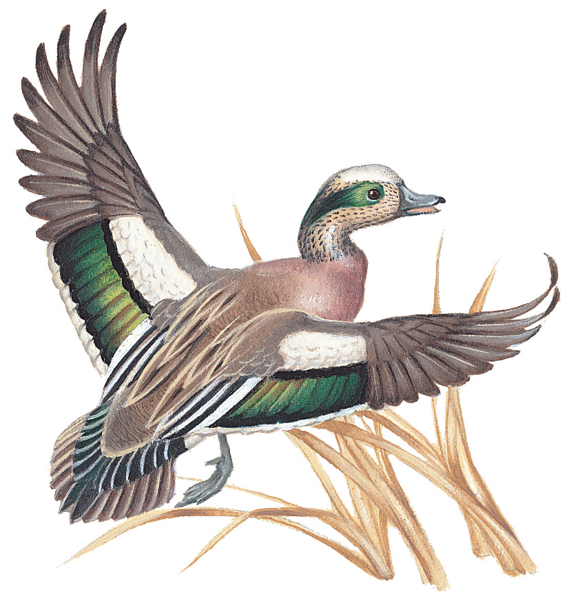 American wigeon