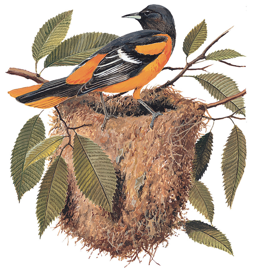 Baltimore oriole