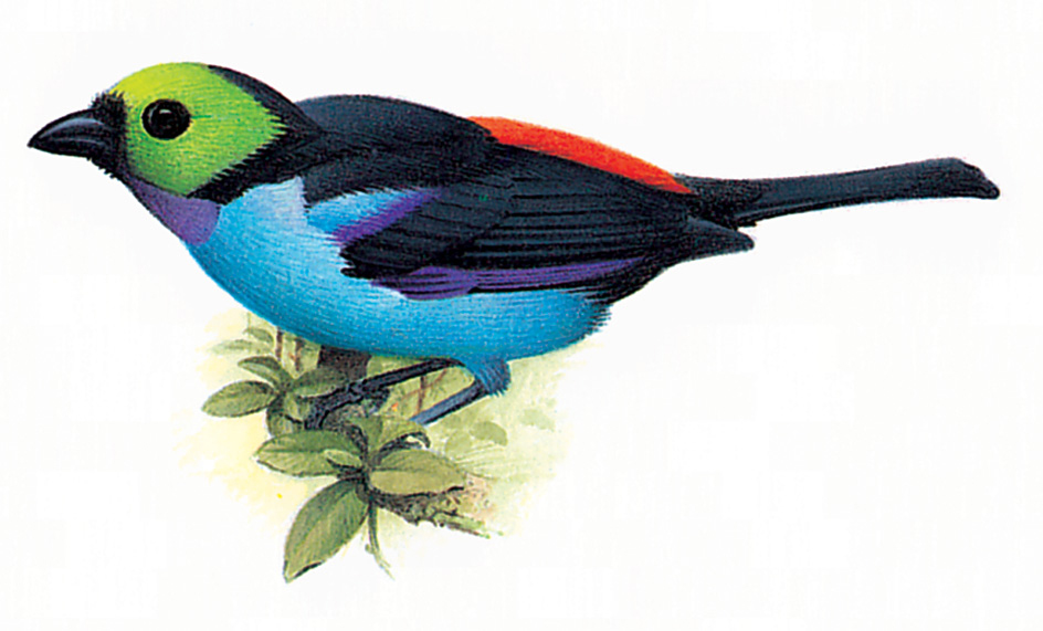 Paradise tanager