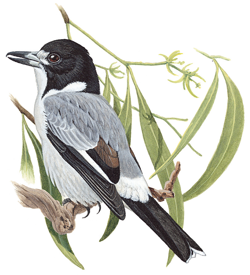 Gray butcherbird