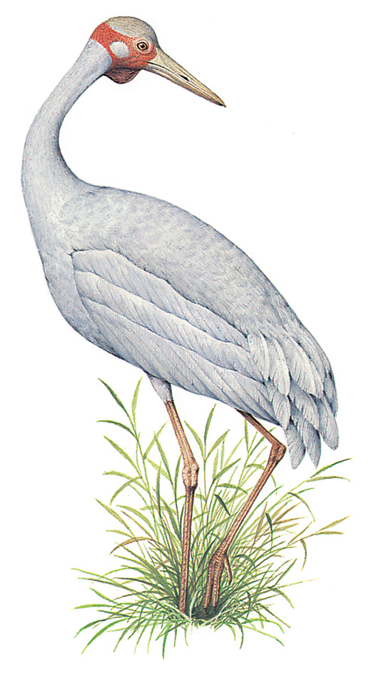 Brolga