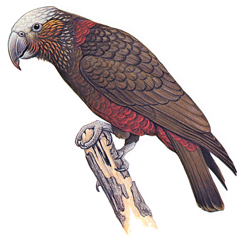 Kākā bird