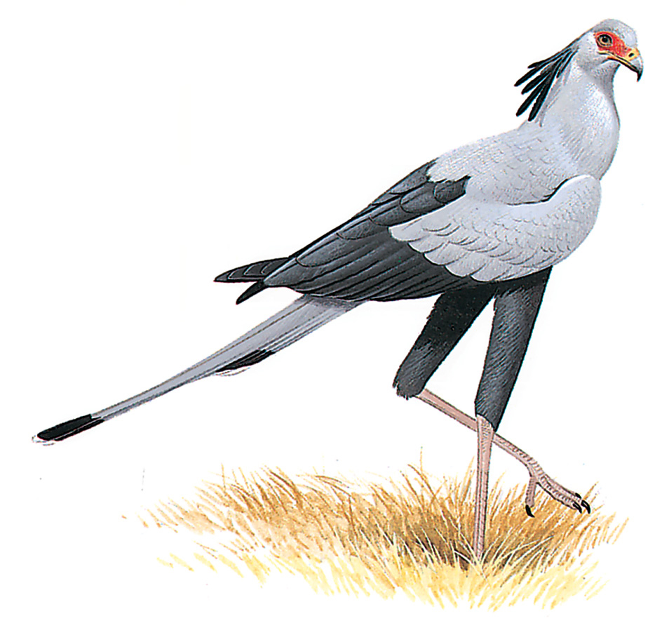 Secretarybird