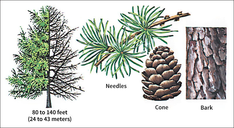 European larch