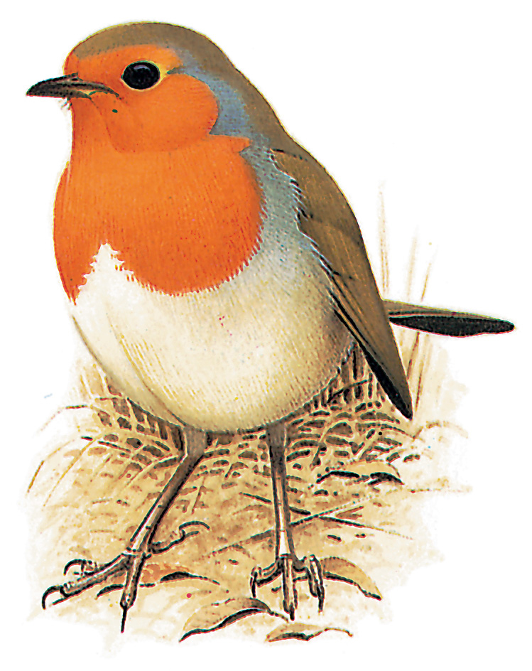 European robin