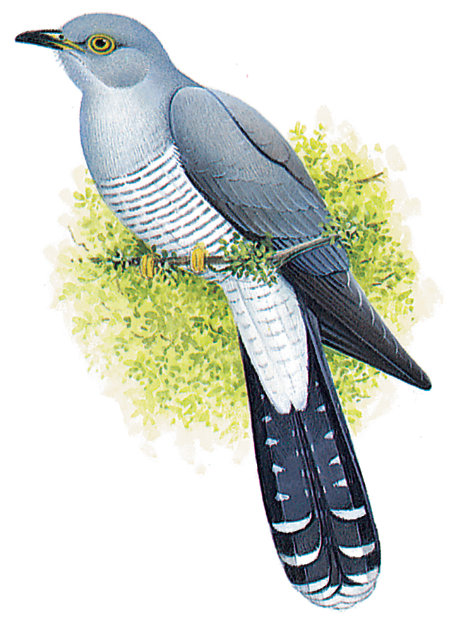 Common cuckoo