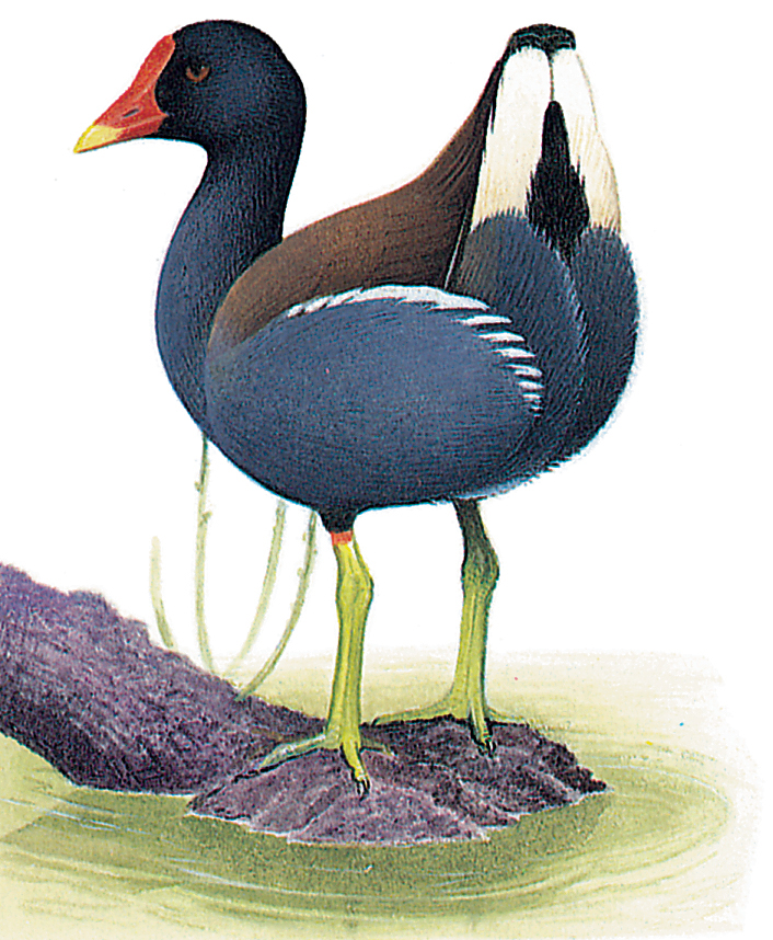 Moorhen