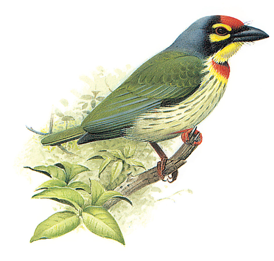 Coppersmith barbet