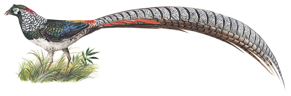 Lady Amherst's pheasant