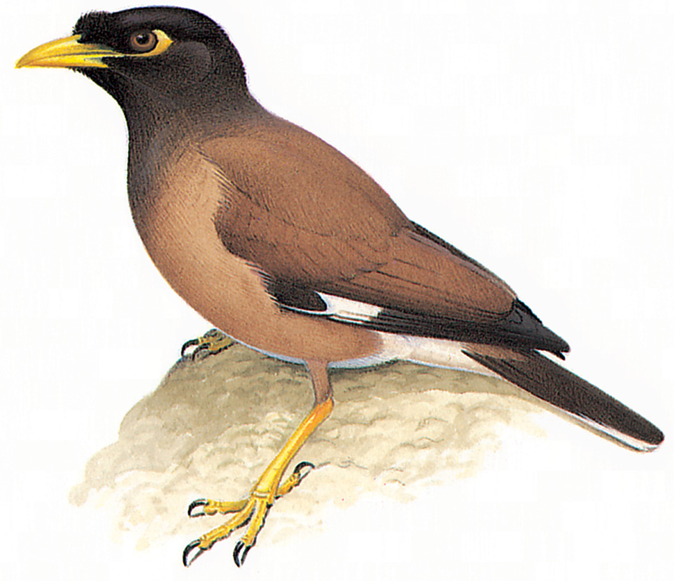 Common myna