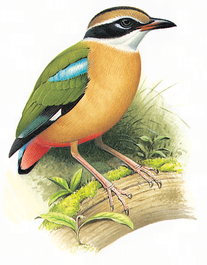 Indian pitta