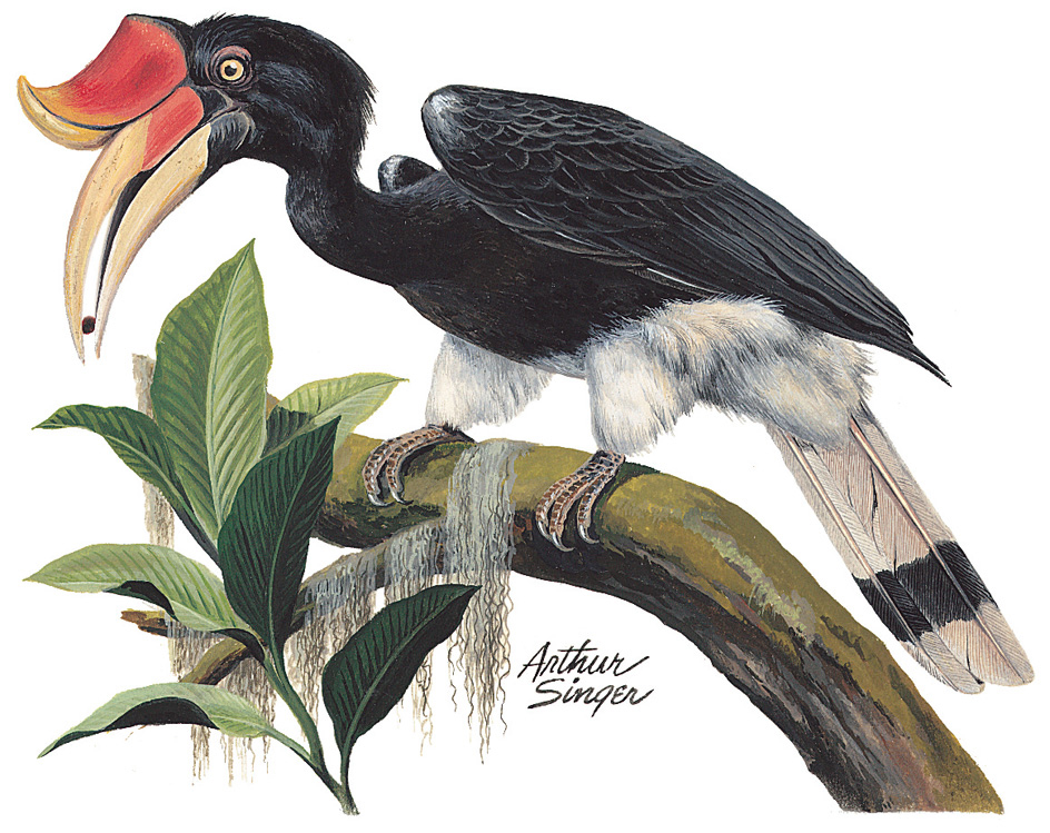 Rhinoceros hornbill