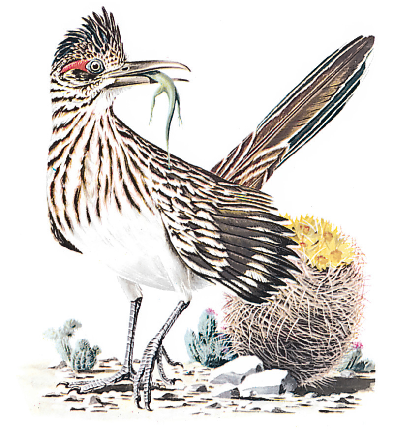 Greater roadrunner