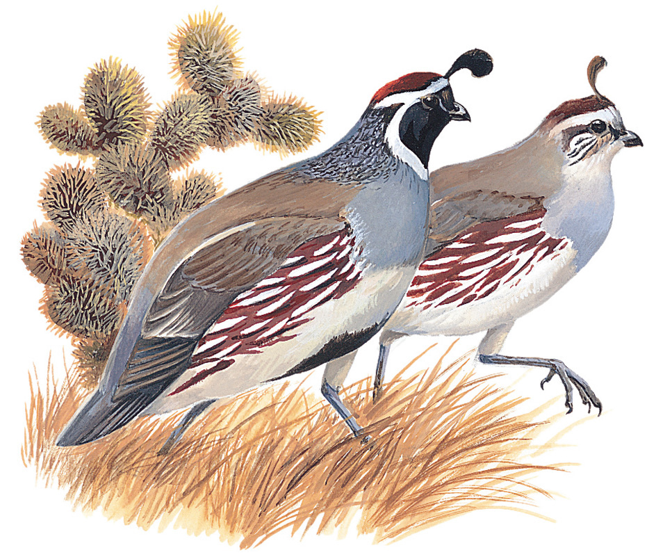 Gambel's quail