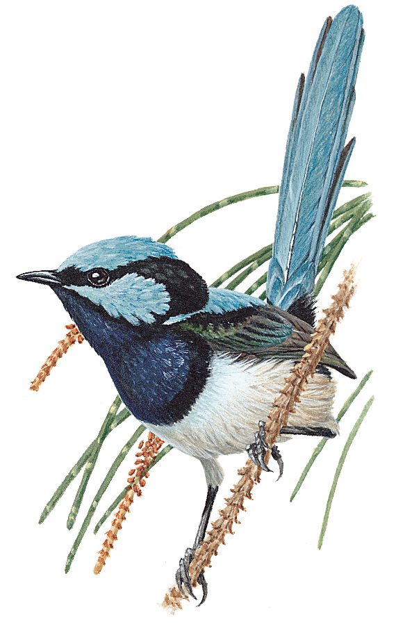 Superb fairy-wren