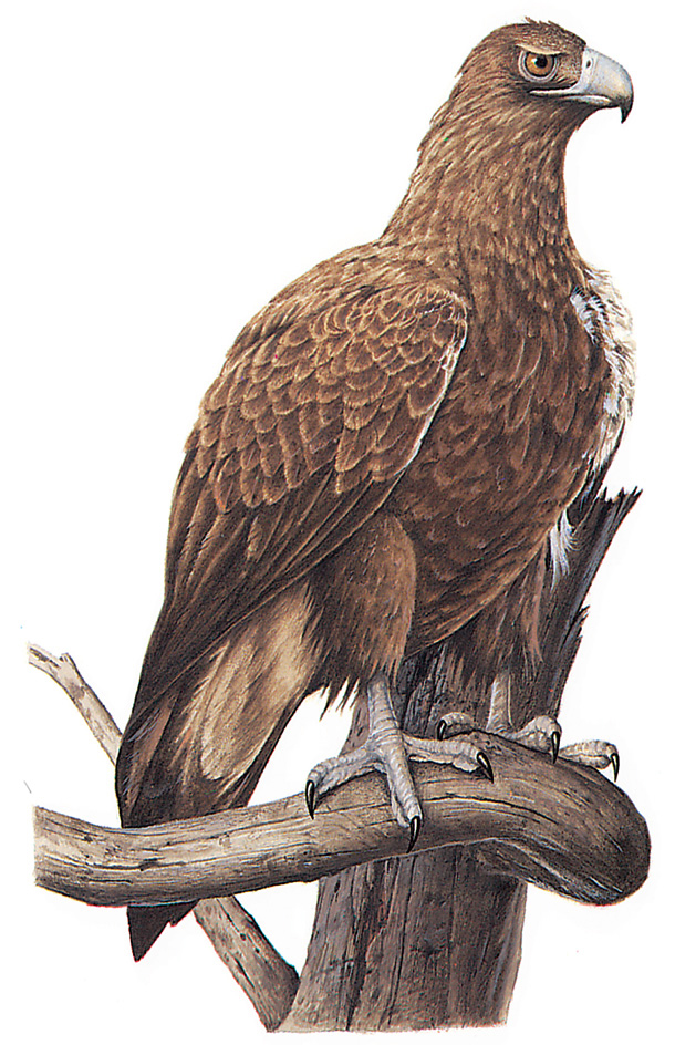 Wedge-tailed eagle