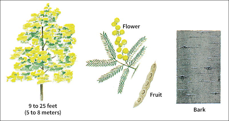 Cootamundra wattle