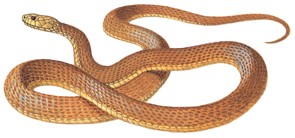 Taipan