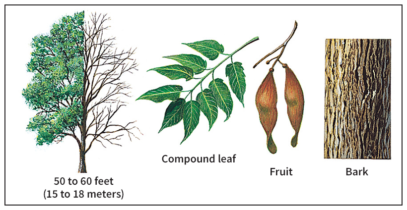 Ailanthus