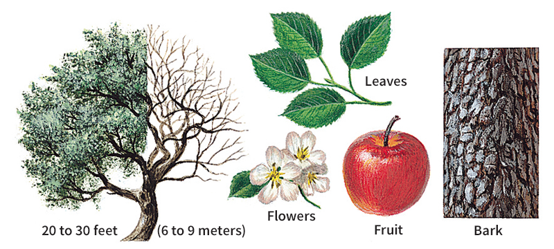 Common apple tree