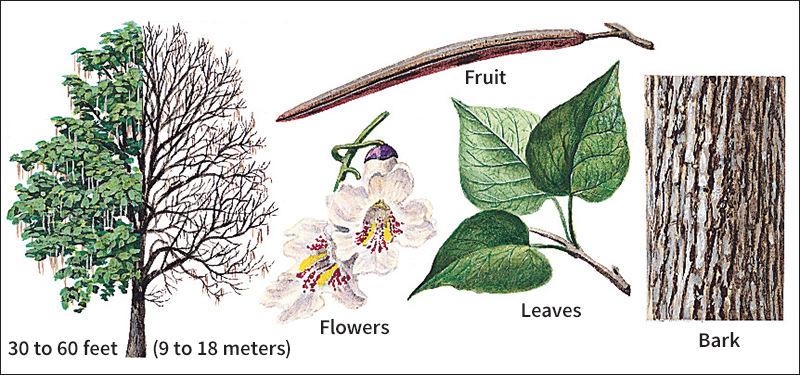 Northern catalpa