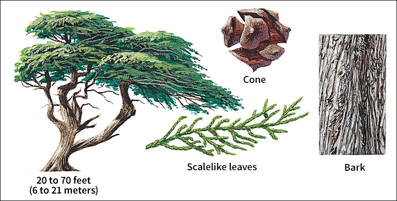 Monterey cypress