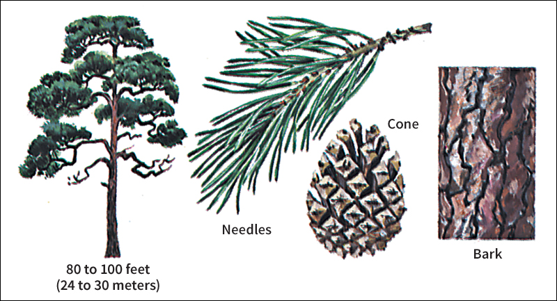 Scotch pine