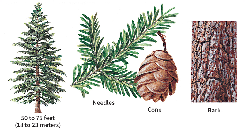 Eastern hemlock